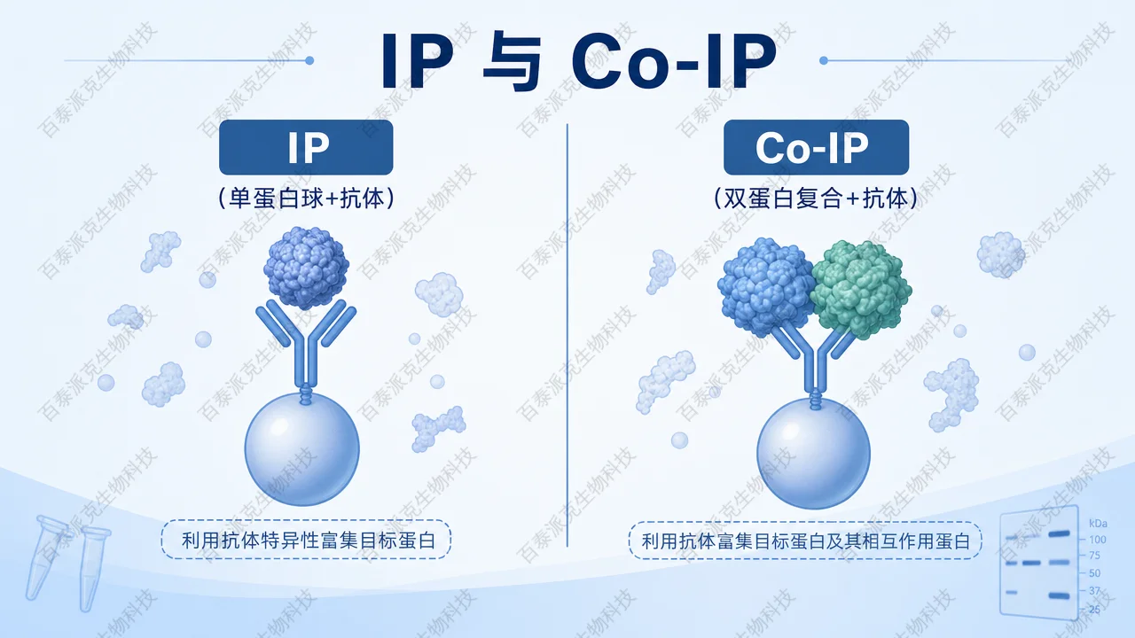 封面：IP 与 Co-IP 对比