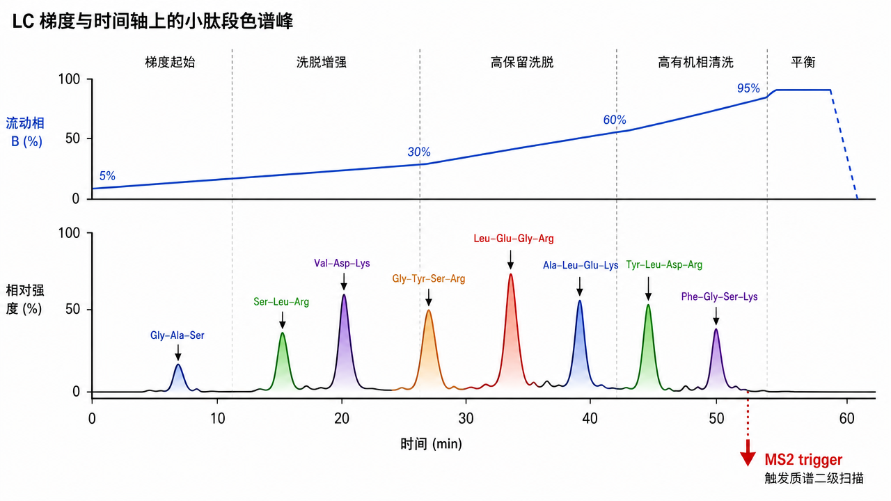 梯度洗脱如何把肽段在时间上摊开