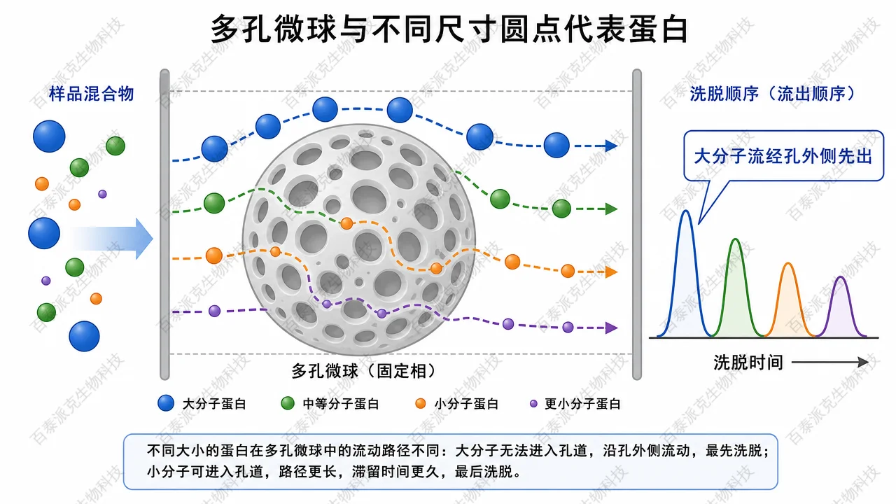 按分子尺寸在孔内/孔外分配导致洗脱次序