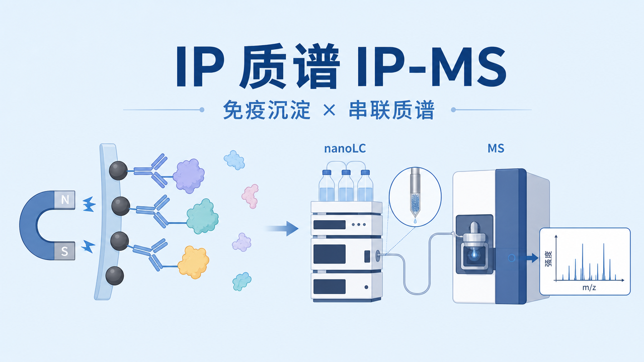 封面:IP 质谱与蛋白相互作用 封面:IP 质谱与蛋白相互作用