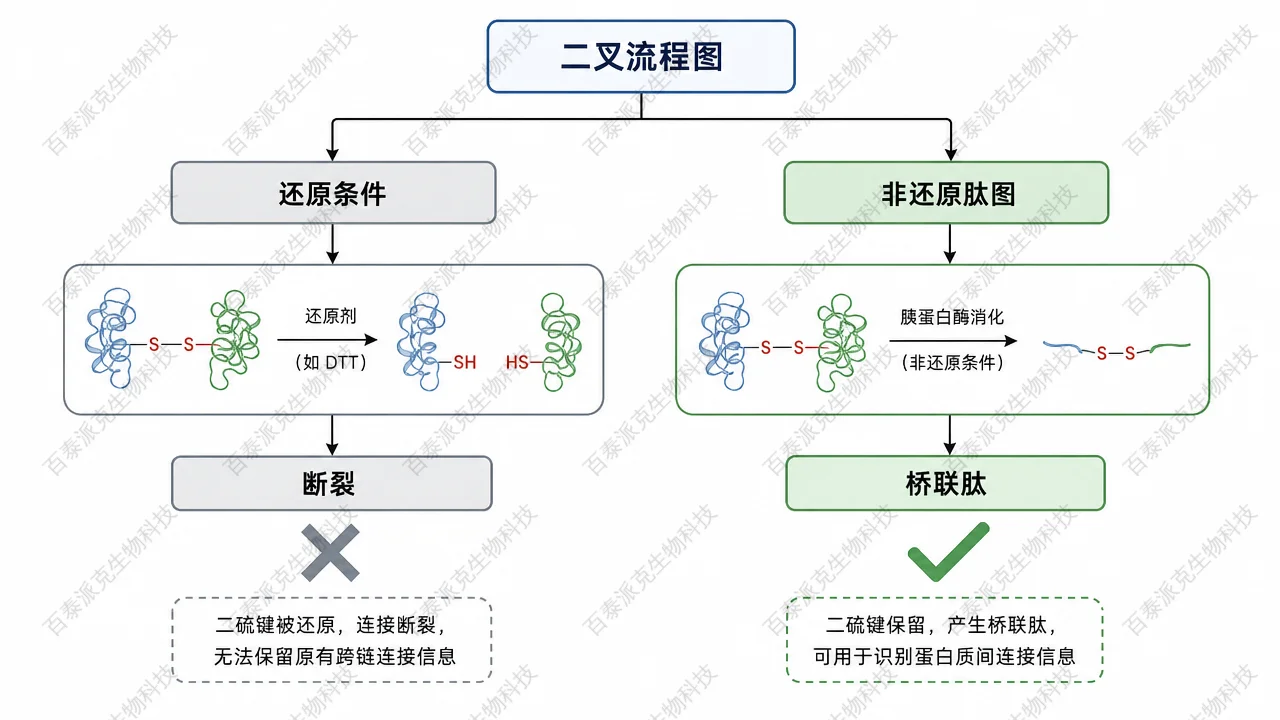 还原 vs 非还原路线在信息流上的分叉