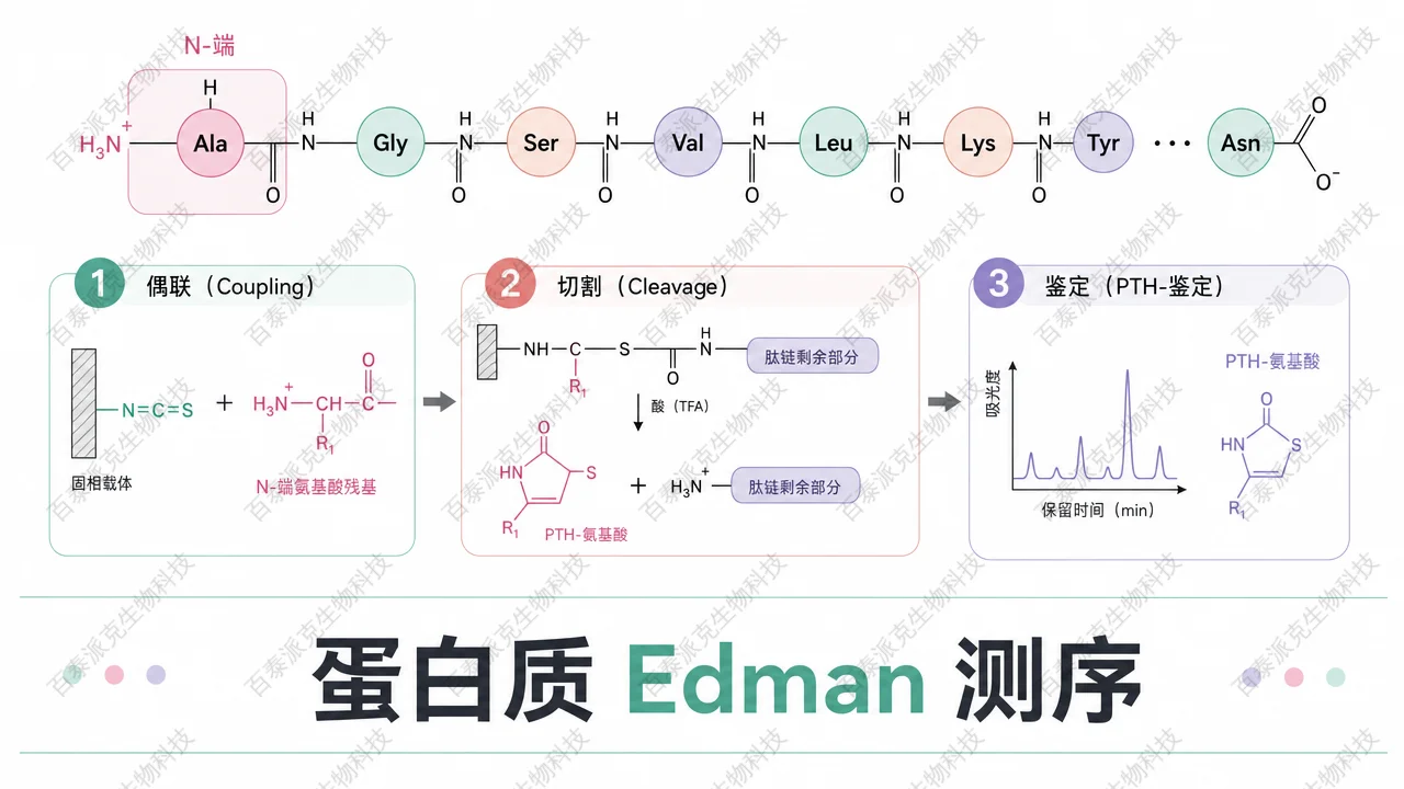 封面：Edman 降解与蛋白质 N 端测序示意
