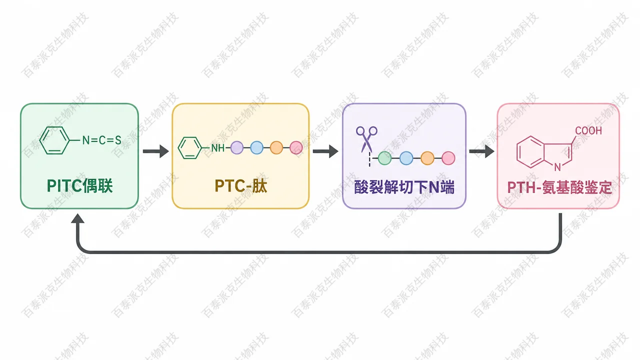 Edman 降解单轮循环：偶联、裂解与 PTH 鉴定示意