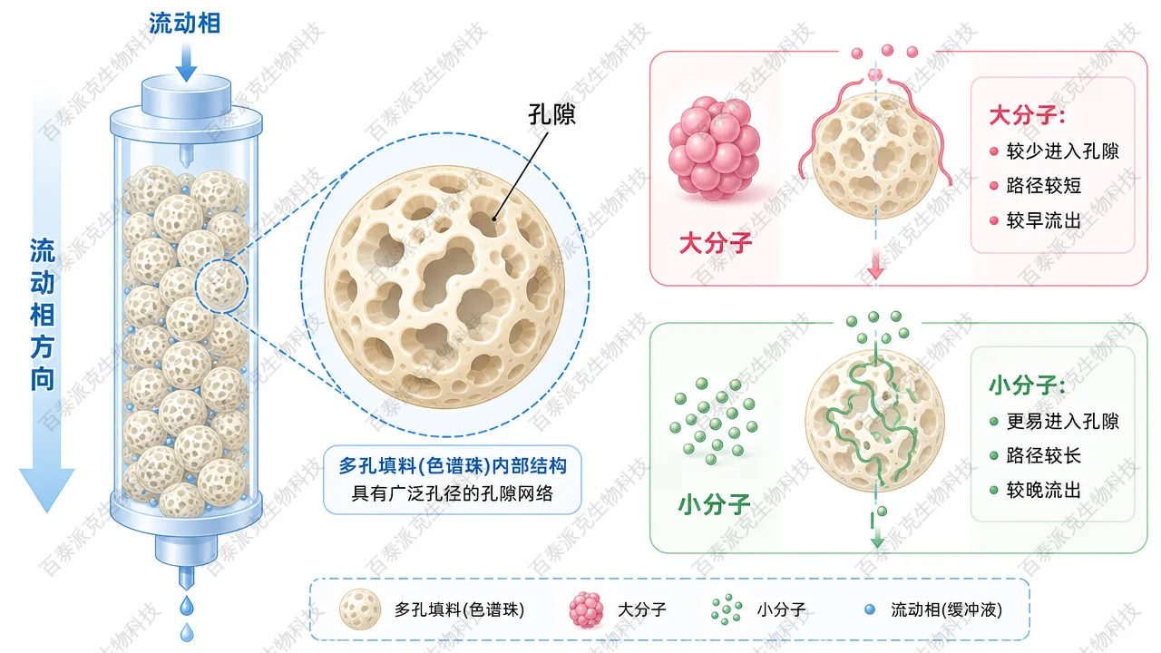 SEC 多孔微球填料路径示意图:较大分子更早洗脱