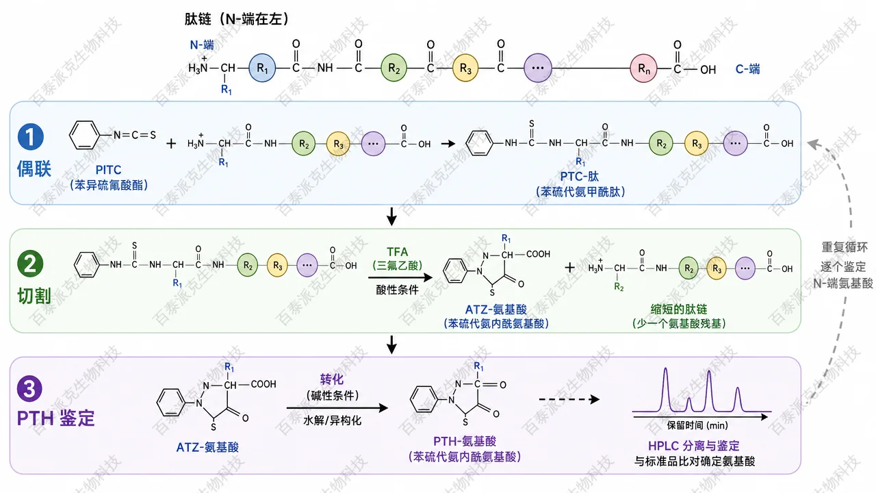Edman 降解三步循环：PITC 偶联、TFA 切割与 PTH 氨基酸鉴定示意