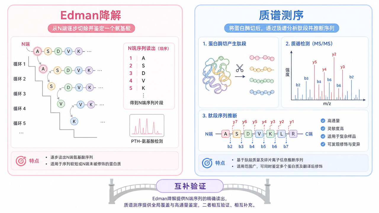 Edman 與質譜在蛋白序列確認中的互補關系示意