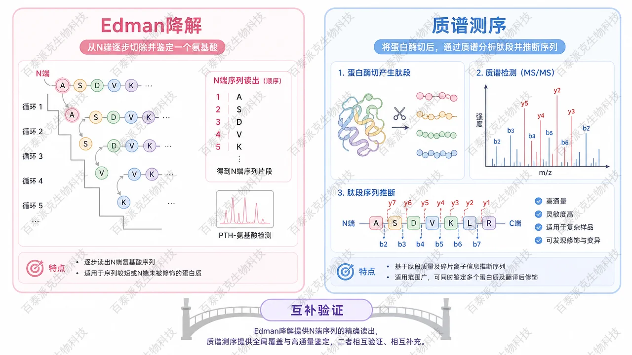 Edman 与质谱在蛋白序列确认中的互补关系示意