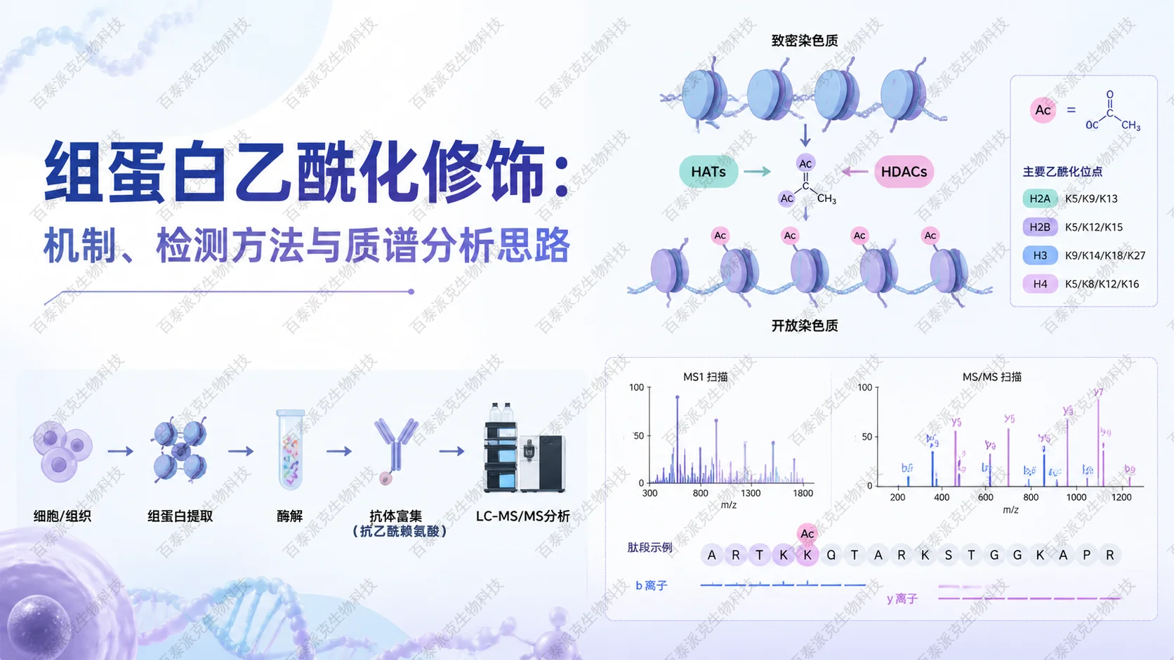 2054449311226351616-histone-acetylation-analysis-guide1_已修改.png
