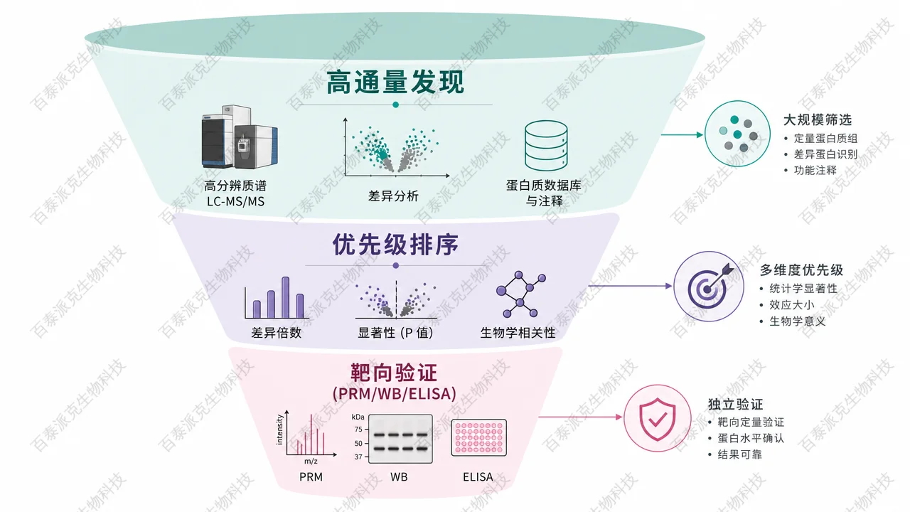 差异发现后的候选蛋白缩小与验证路径示意