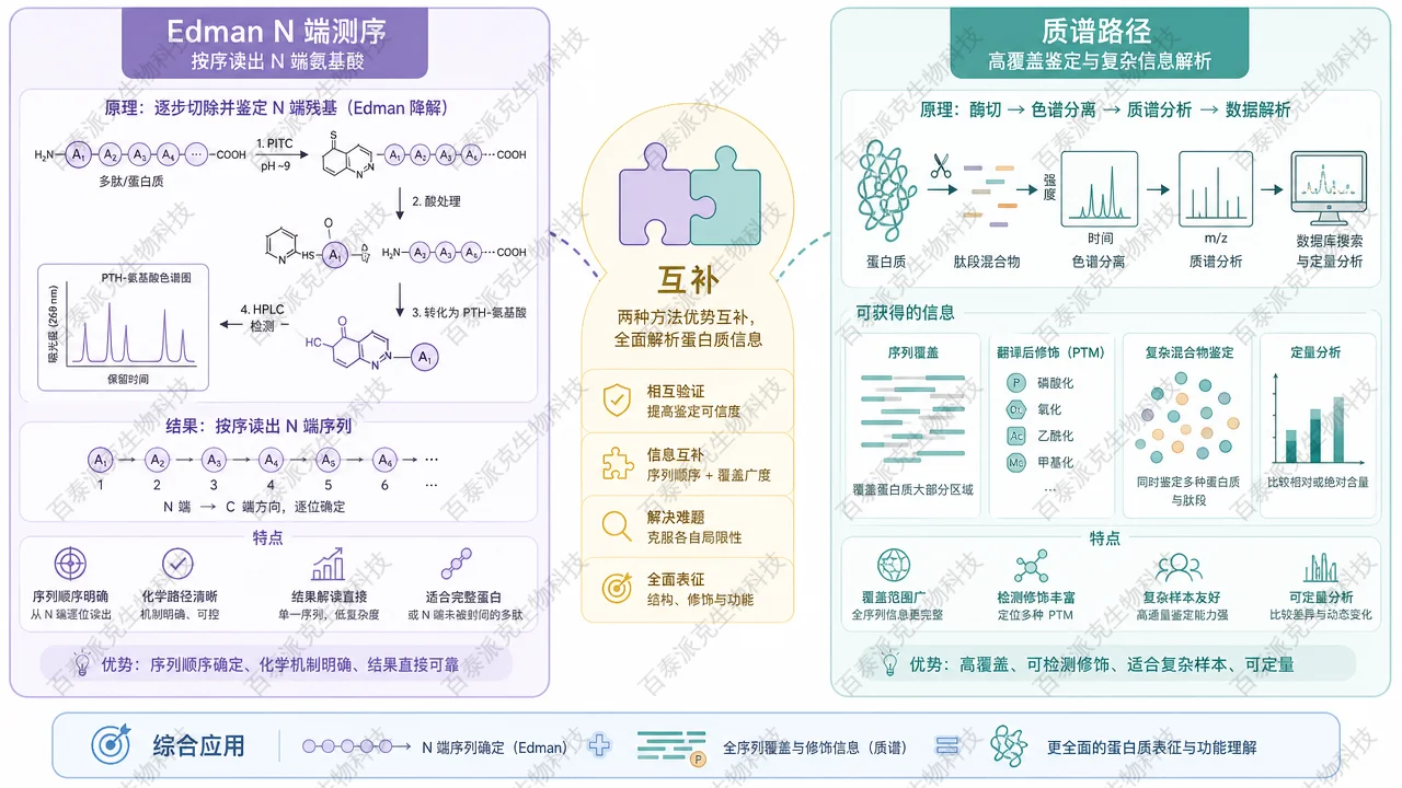 Edman N 端测序与质谱路径在蛋白质表征中的互补关系示意