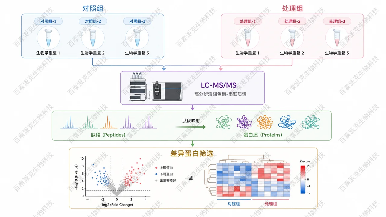 组间定量比较从样品到差异蛋白筛选流程示意