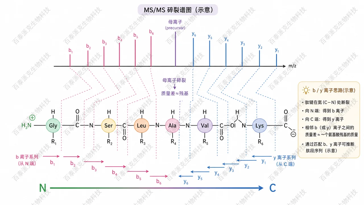 MS/MS 碎片离子与肽段序列推断概念示意