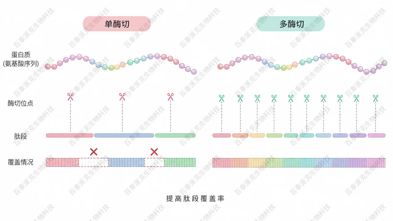 单酶切与多重酶切肽段覆盖率对比示意