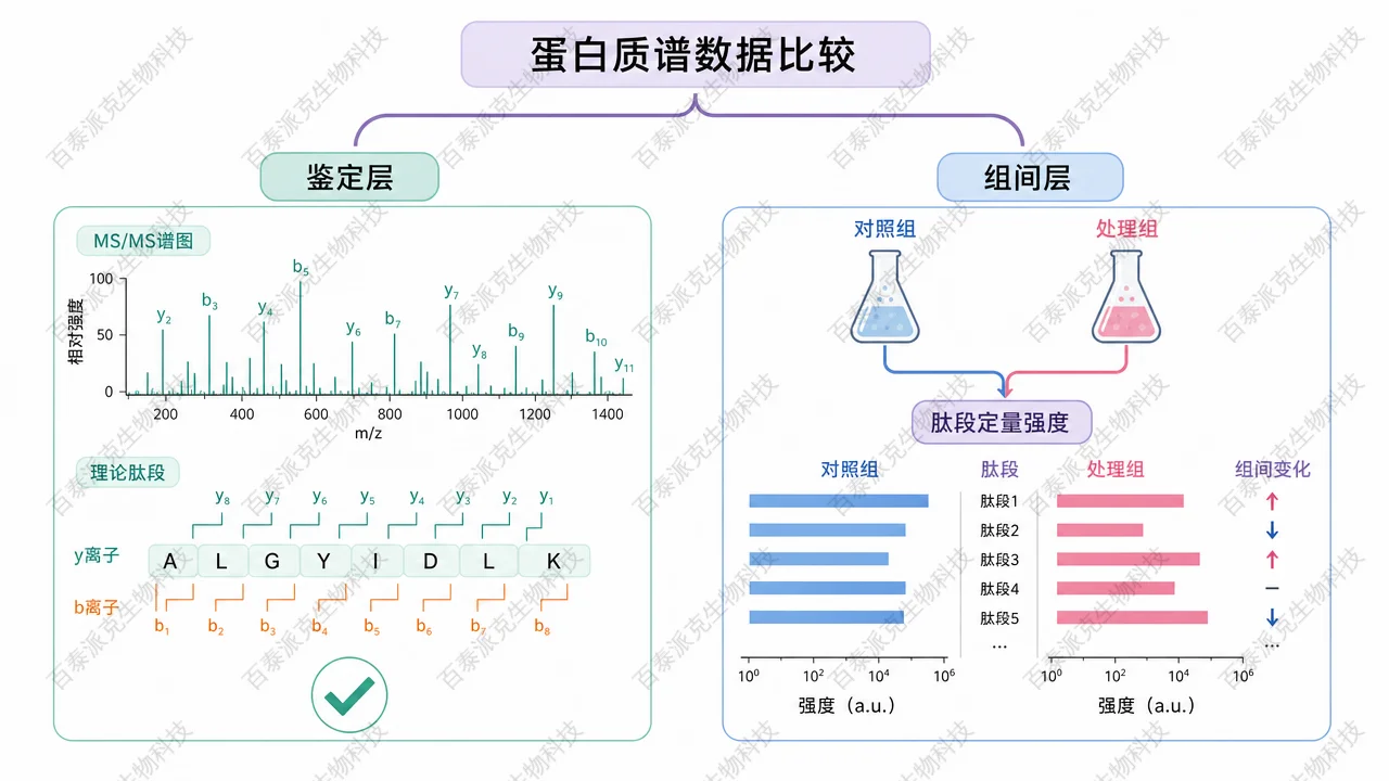 蛋白质谱数据比较的两层含义：鉴定层与组间层示意