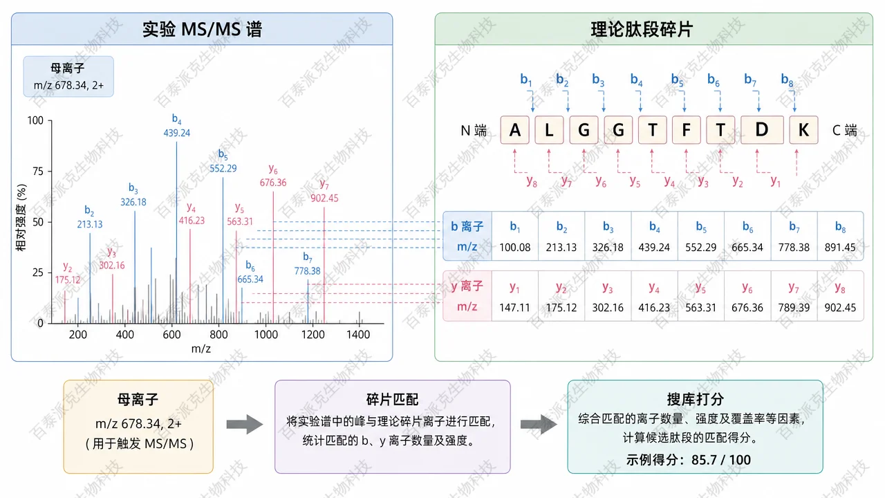 实验 MS/MS 谱与理论肽段碎片匹配示意