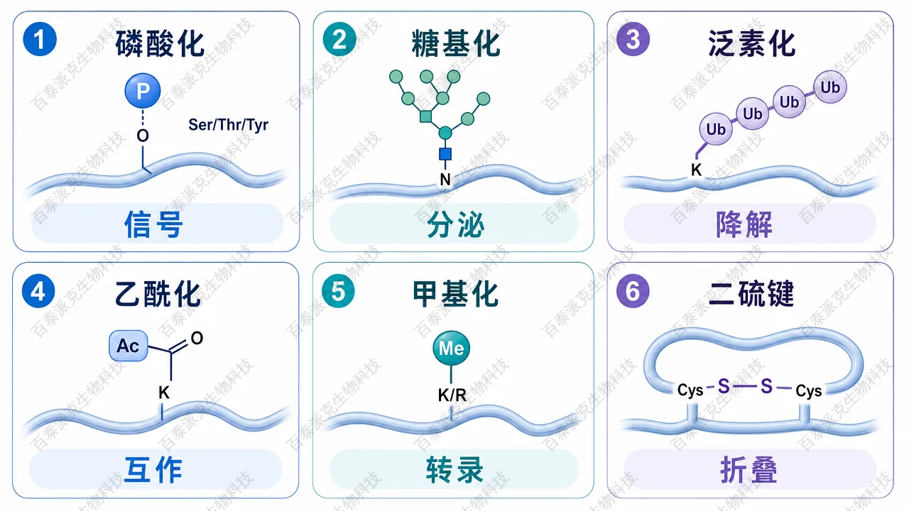 主要 PTMs 类型、常见残基和研究问题的对照图