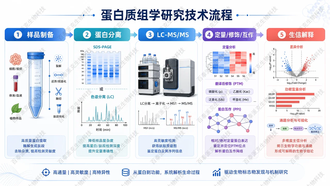 蛋白质组学研究从样品制备到质谱分析和生信解释的全流程