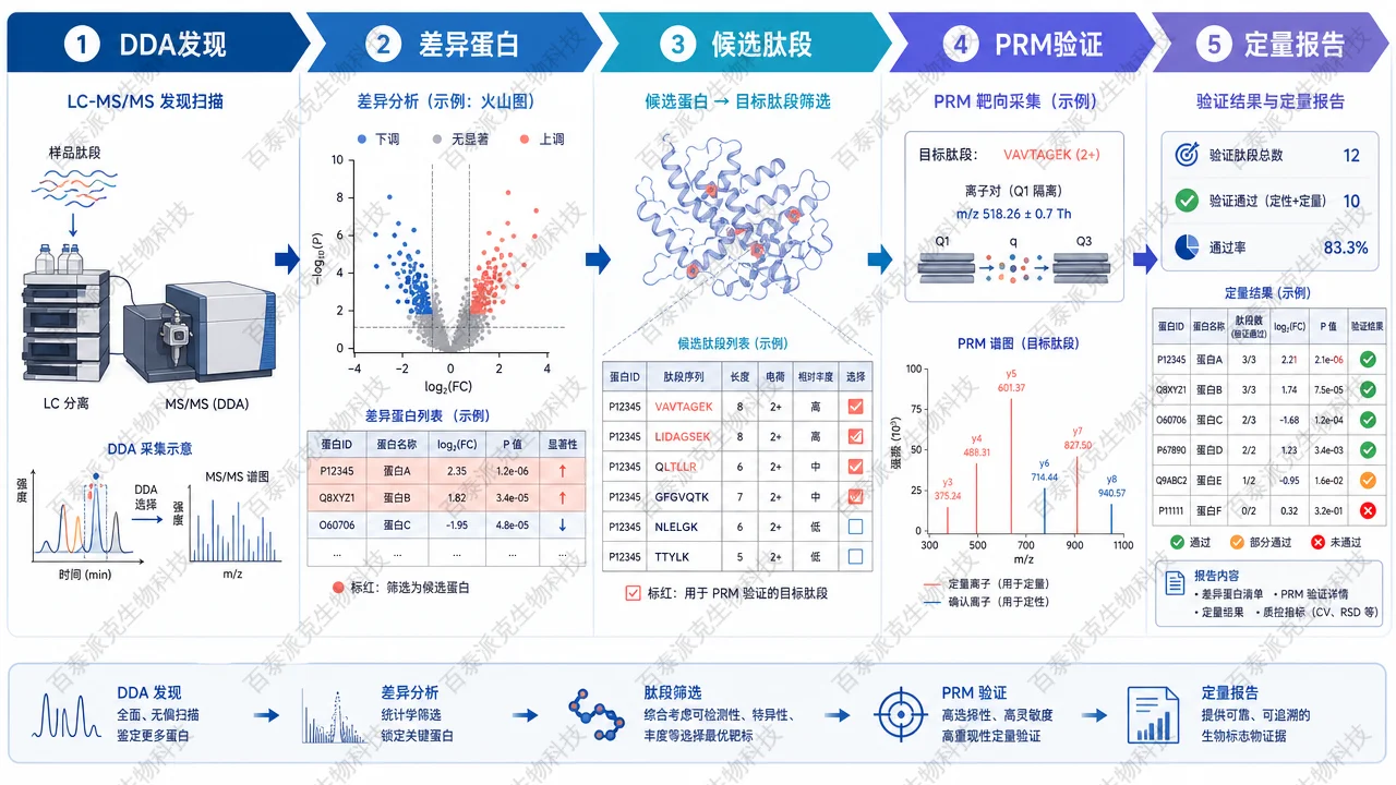 从 DDA 发现到 PRM 验证的蛋白质组学工作流
