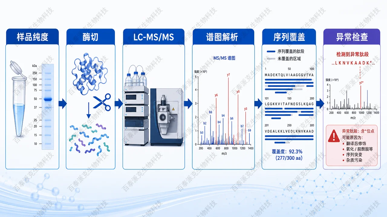 一级结构质谱验证从样品、酶切、LC-MS/MS 到覆盖图的流程