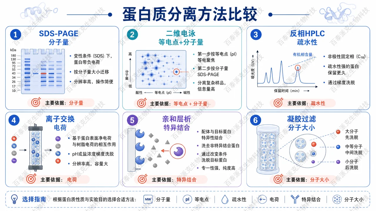蛋白质分离技术按分子量、电荷、疏水性和亲和性分工