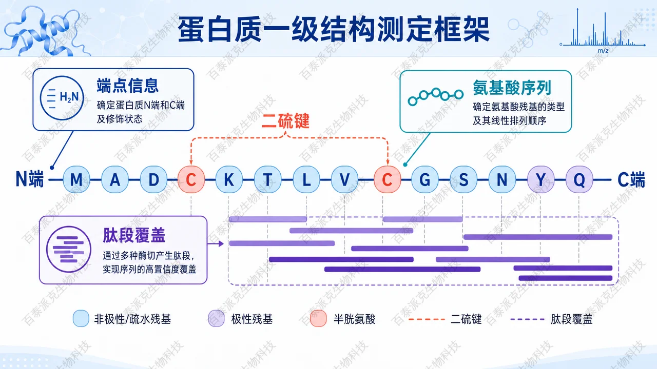 一级结构包括氨基酸序列、N/C 端和二硫键连接关系