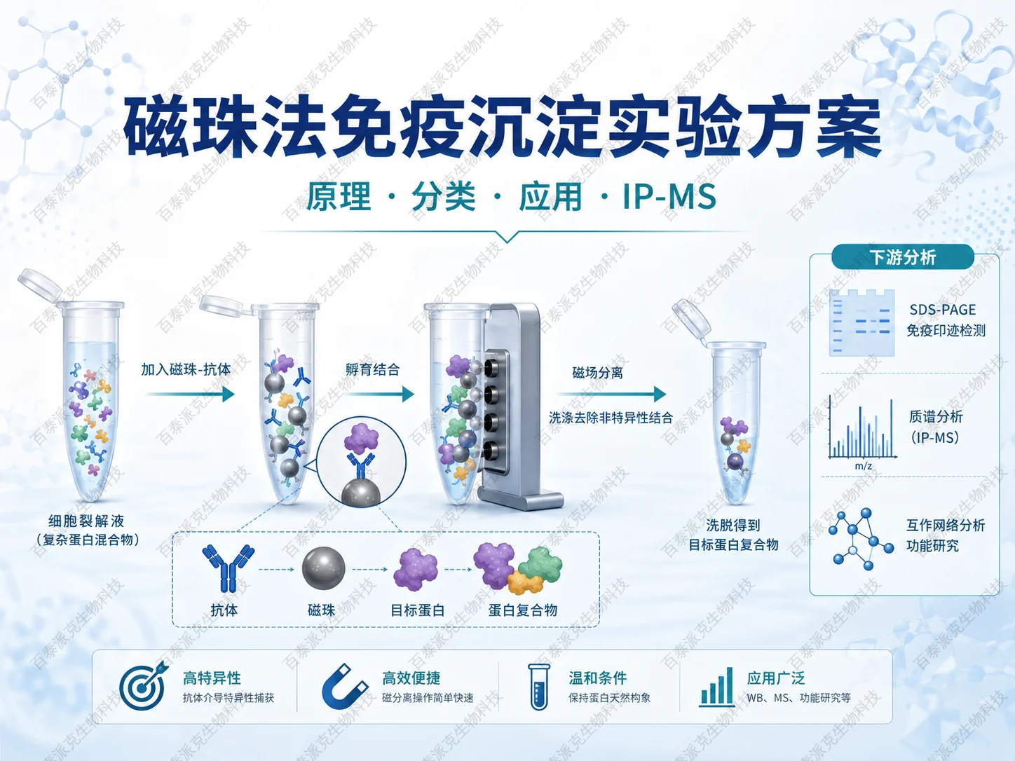 磁珠法免疫沉淀实验方案流程与IP-MS检测示意图