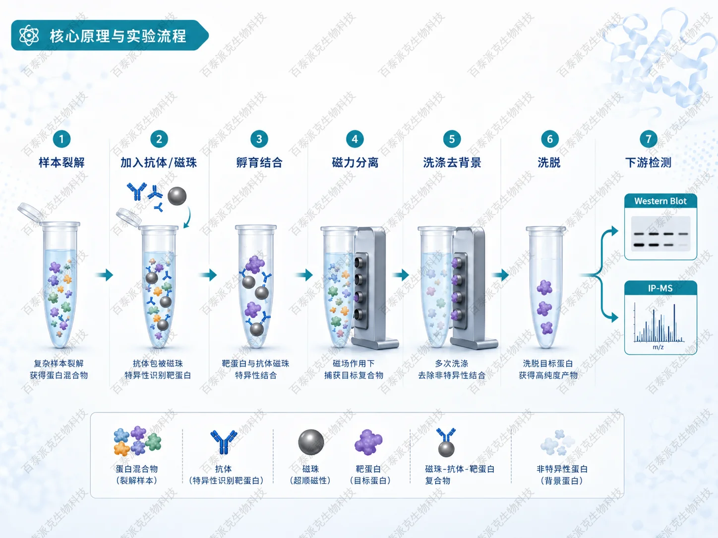 磁珠法免疫沉淀核心原理与实验流程图