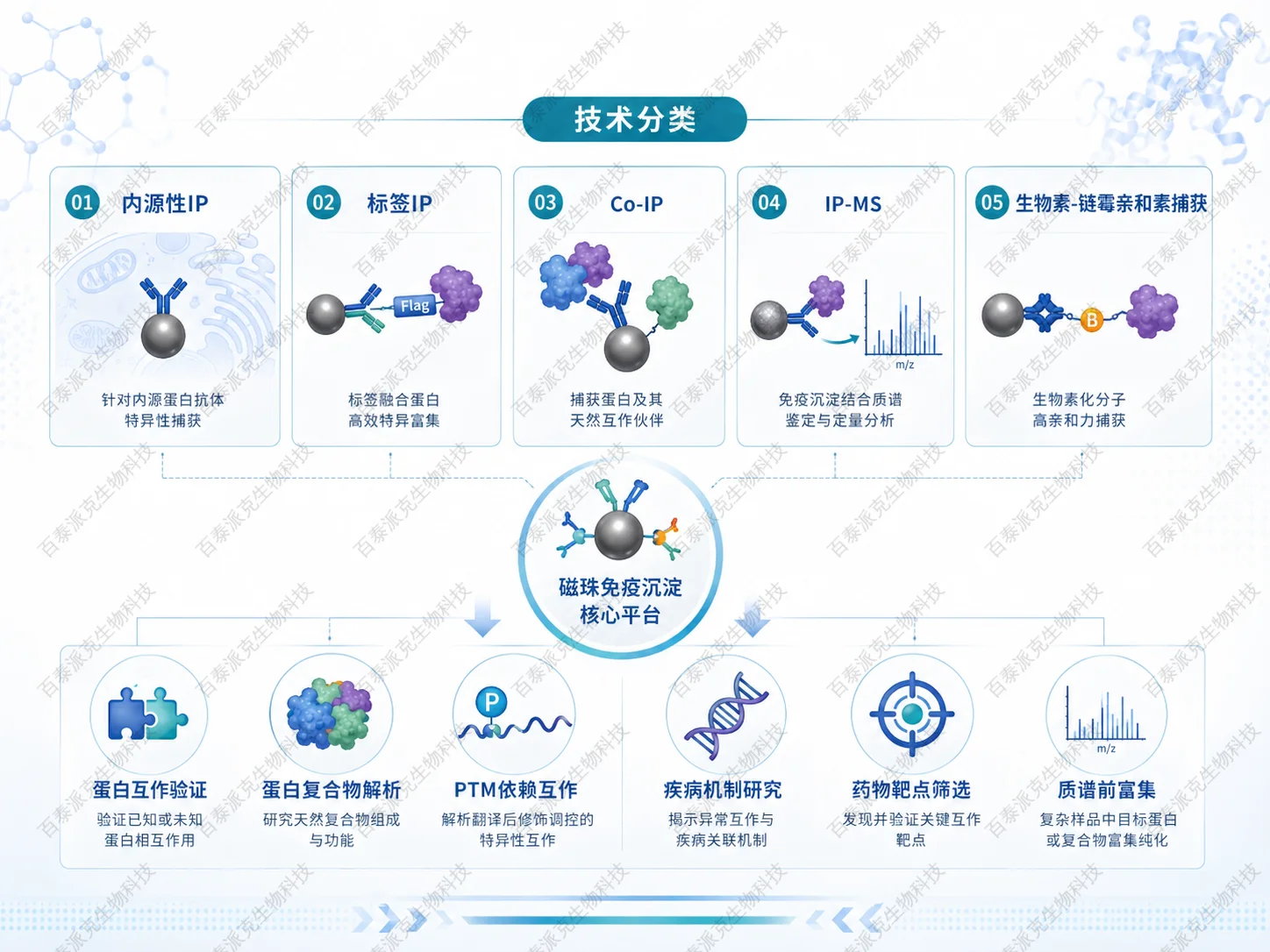 磁珠免疫沉淀技术分类与蛋白互作应用场景图