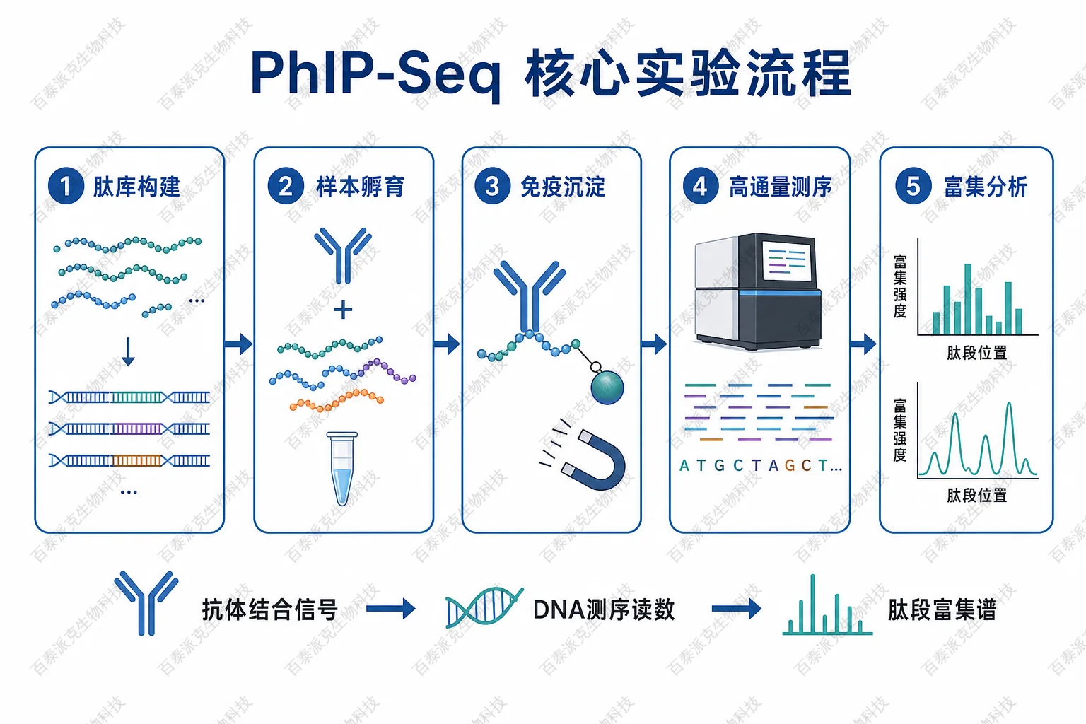 PhIP-Seq核心实验流程:从肽库构建到富集分析的五个关键步骤