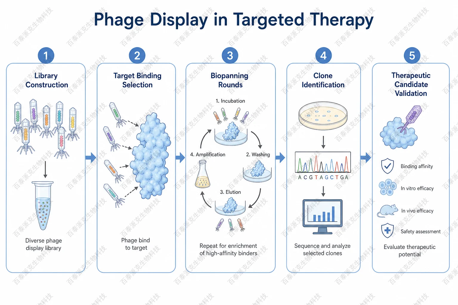 Phage Display in Targeted Therapy