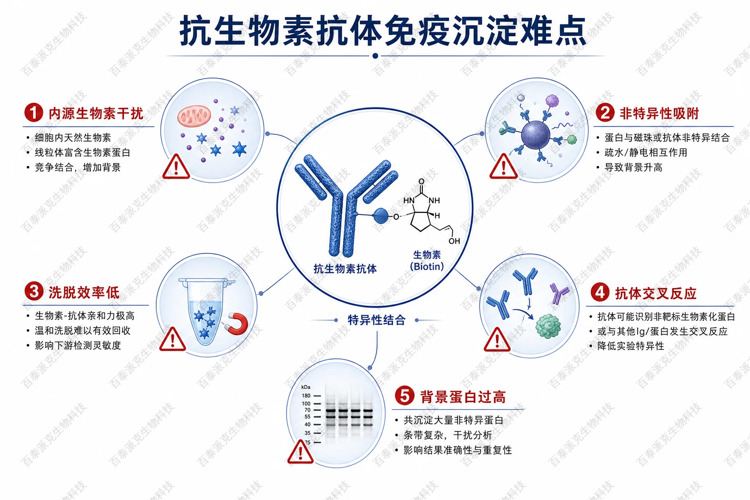 抗生物素抗体免疫沉淀难点示意图 抗生物素抗体免疫沉淀难点示意图