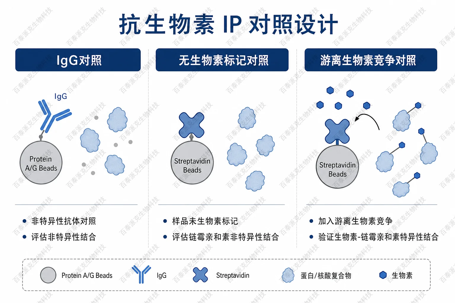 抗生物素 IP 对照设计示意图 抗生物素 IP 对照设计示意图