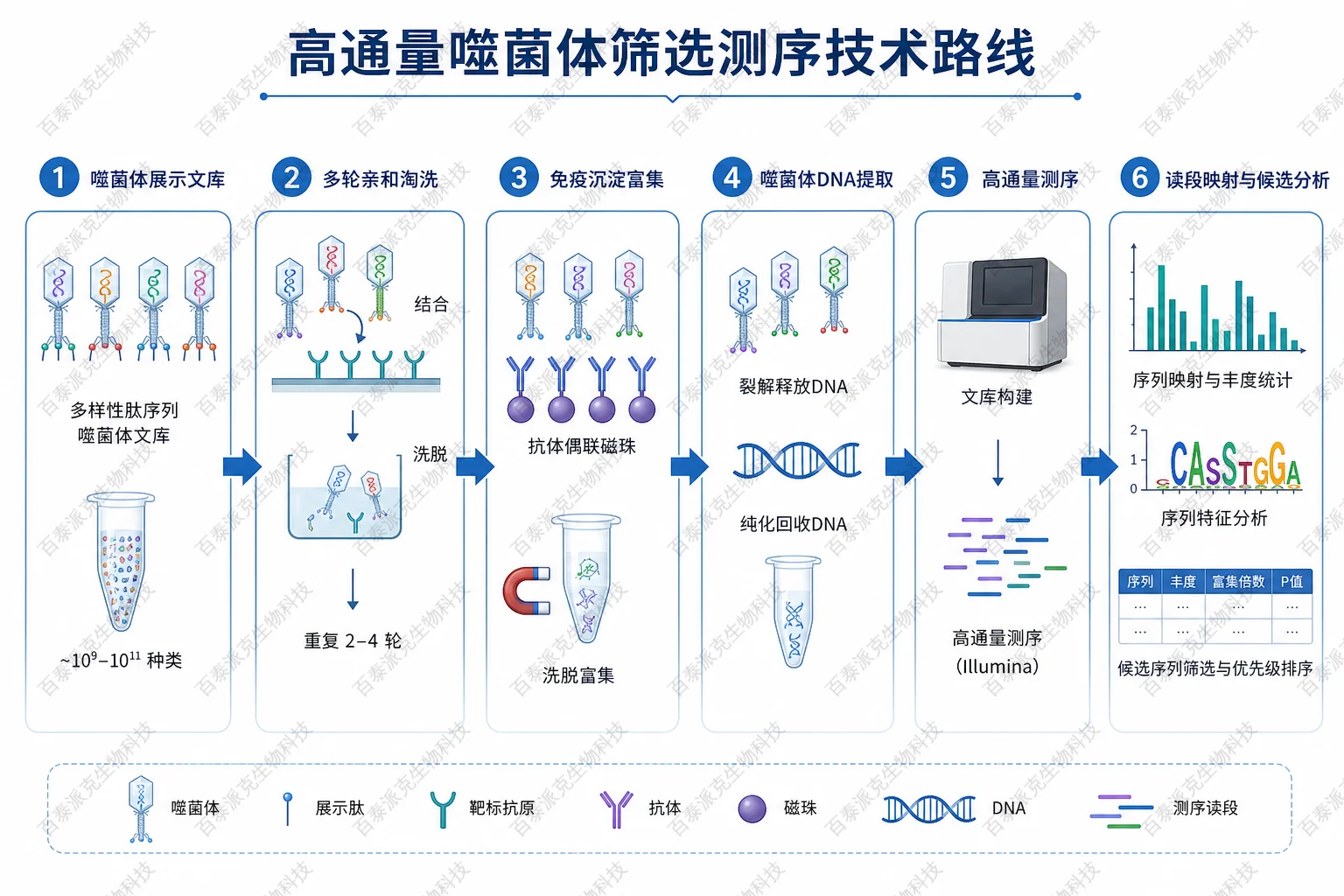 高通量噬菌体筛选测序技术路线示意图 高通量噬菌体筛选测序技术路线示意图