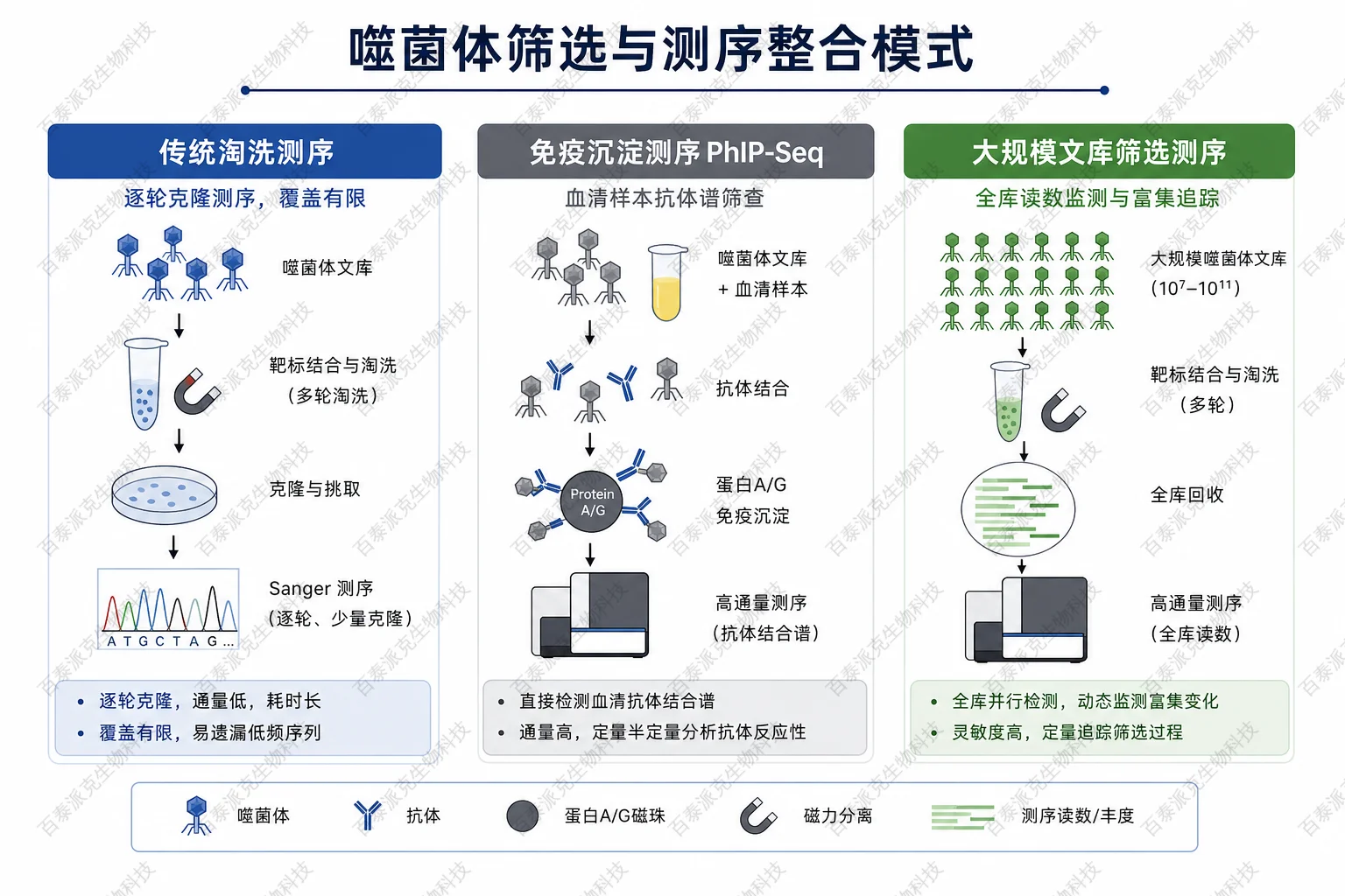 噬菌体筛选与测序整合模式示意图 噬菌体筛选与测序整合模式示意图