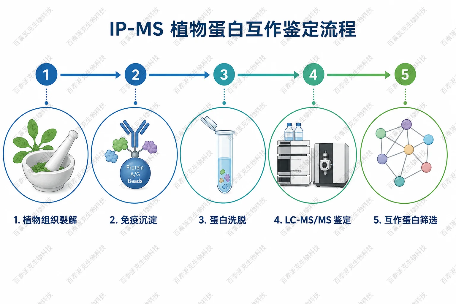 IP-MS 植物蛋白互作鉴定流程示意图 IP-MS 植物蛋白互作鉴定流程示意图