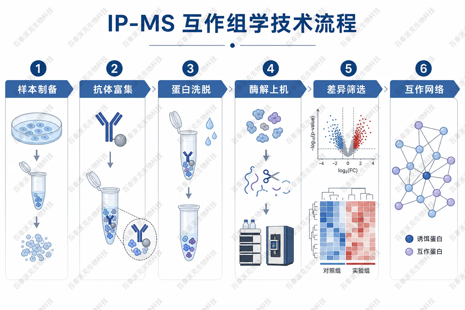 IP-MS 互作组学技术流程示意图 IP-MS 互作组学技术流程示意图