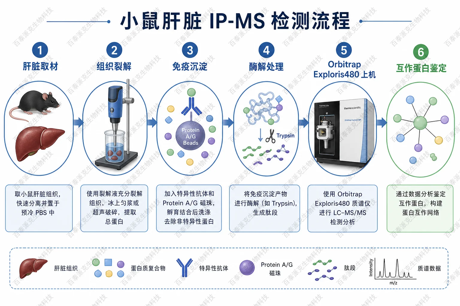 小鼠肝脏 IP-MS 检测流程示意图 小鼠肝脏 IP-MS 检测流程示意图