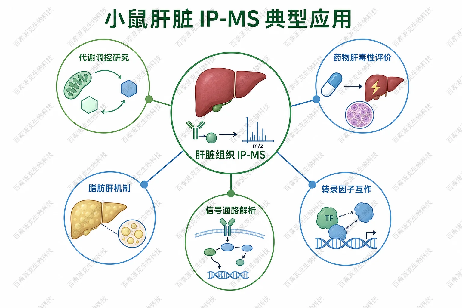 小鼠肝脏 IP-MS 典型应用示意图 小鼠肝脏 IP-MS 典型应用示意图