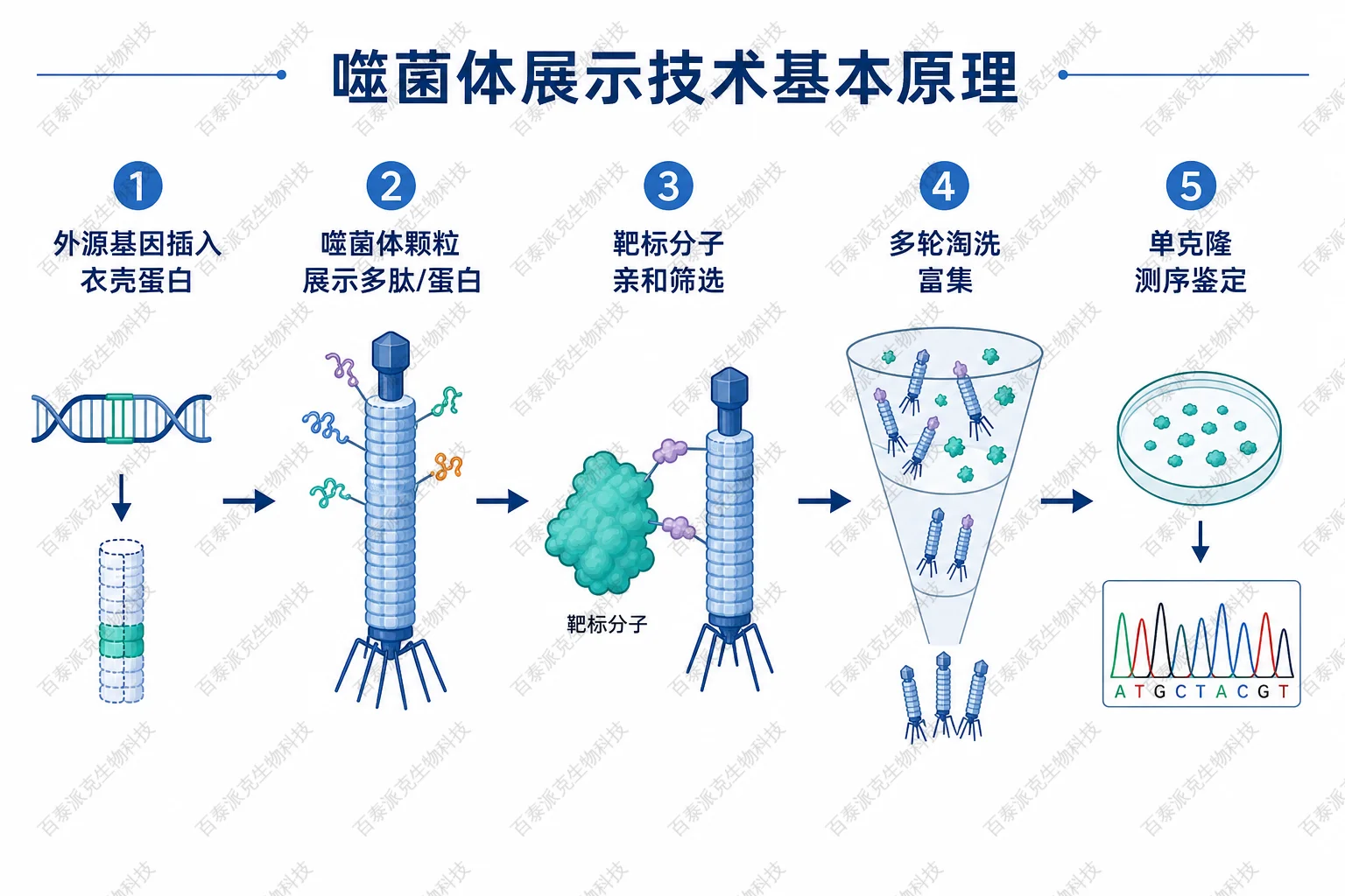 噬菌体展示技术基本原理示意图 噬菌体展示技术基本原理示意图