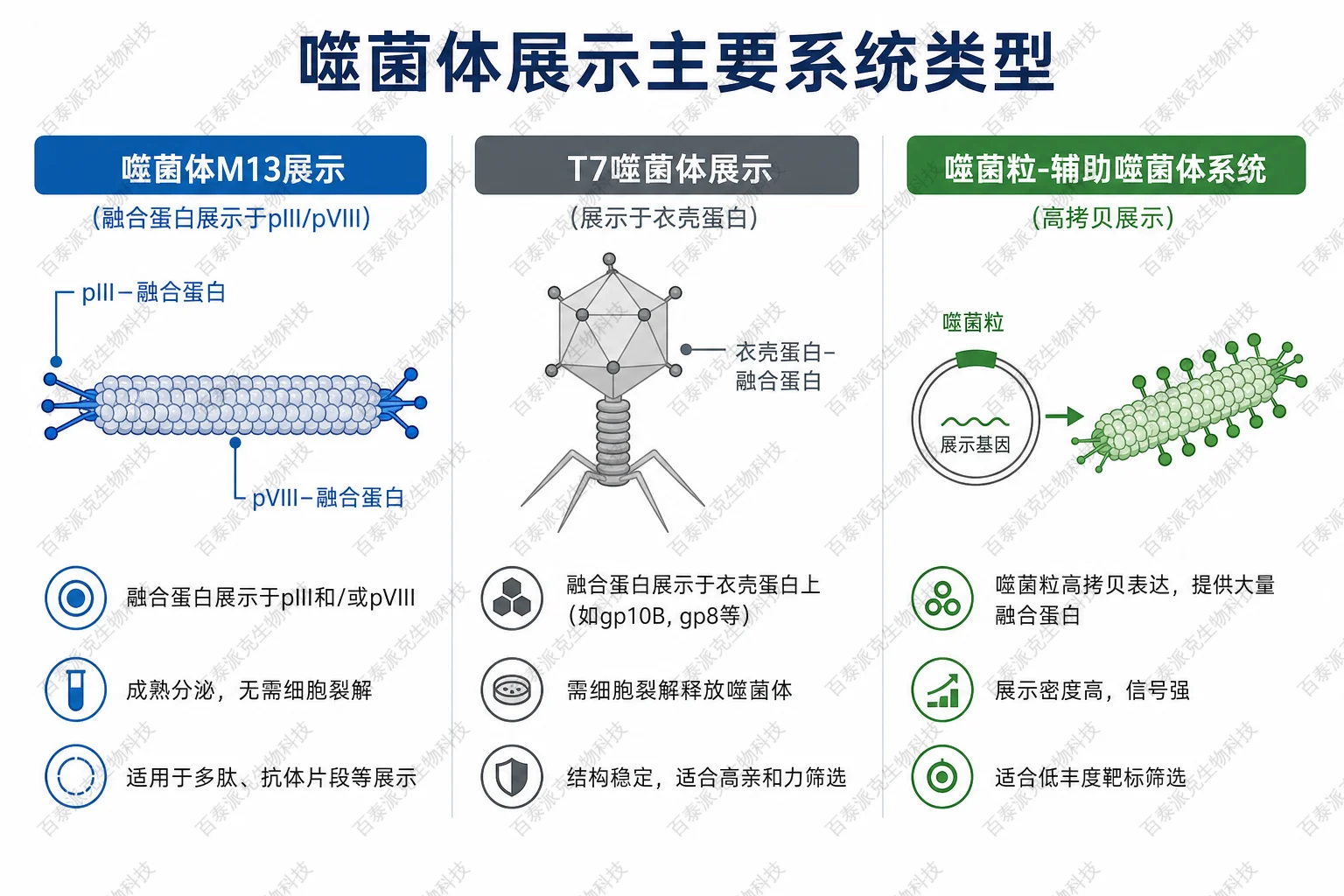 噬菌体展示主要系统类型示意图 噬菌体展示主要系统类型示意图