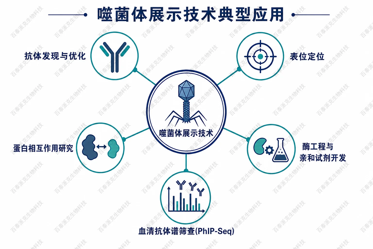 噬菌体展示技术典型应用示意图 噬菌体展示技术典型应用示意图