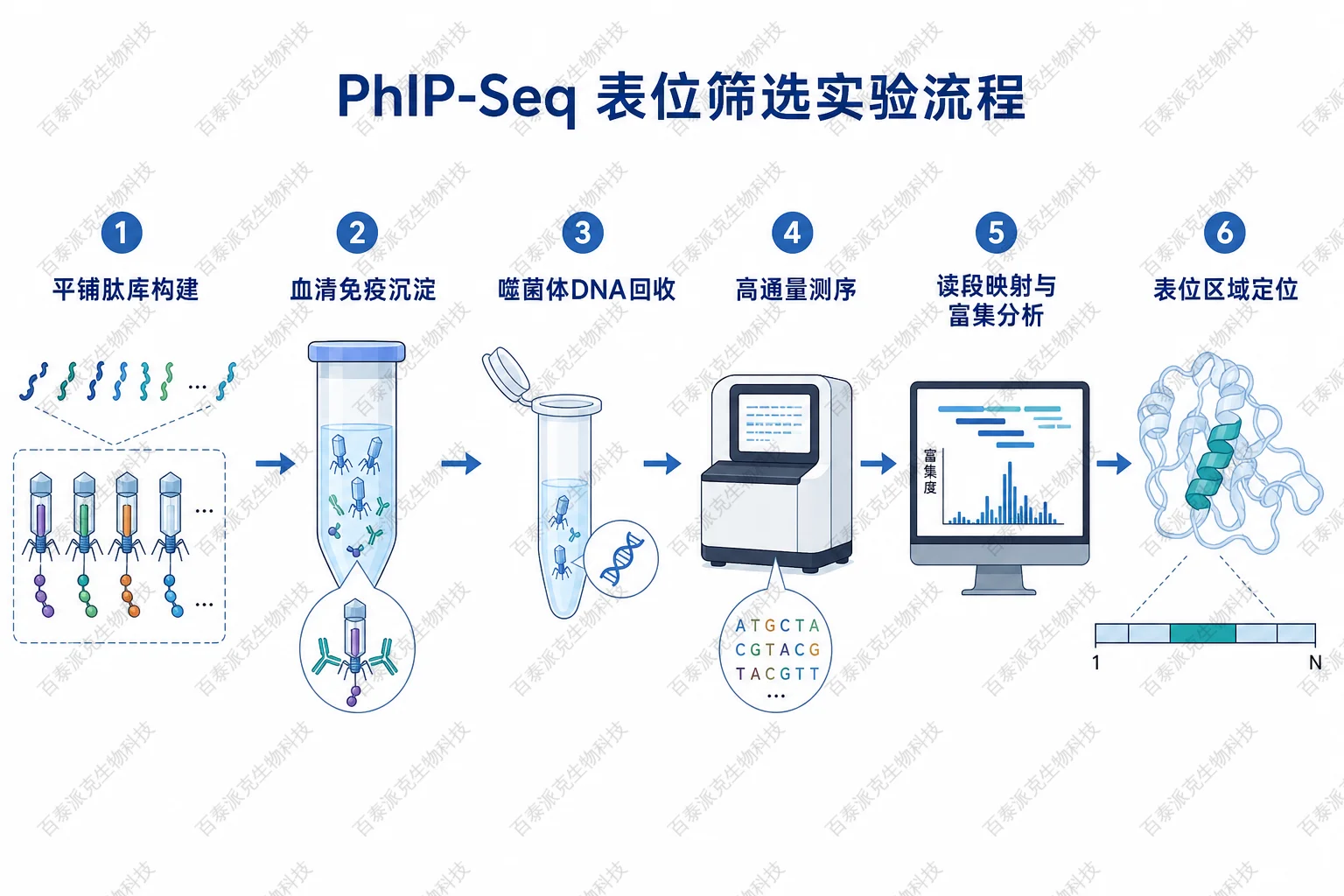 PhIP-Seq 表位筛选实验流程示意图 PhIP-Seq 表位筛选实验流程示意图