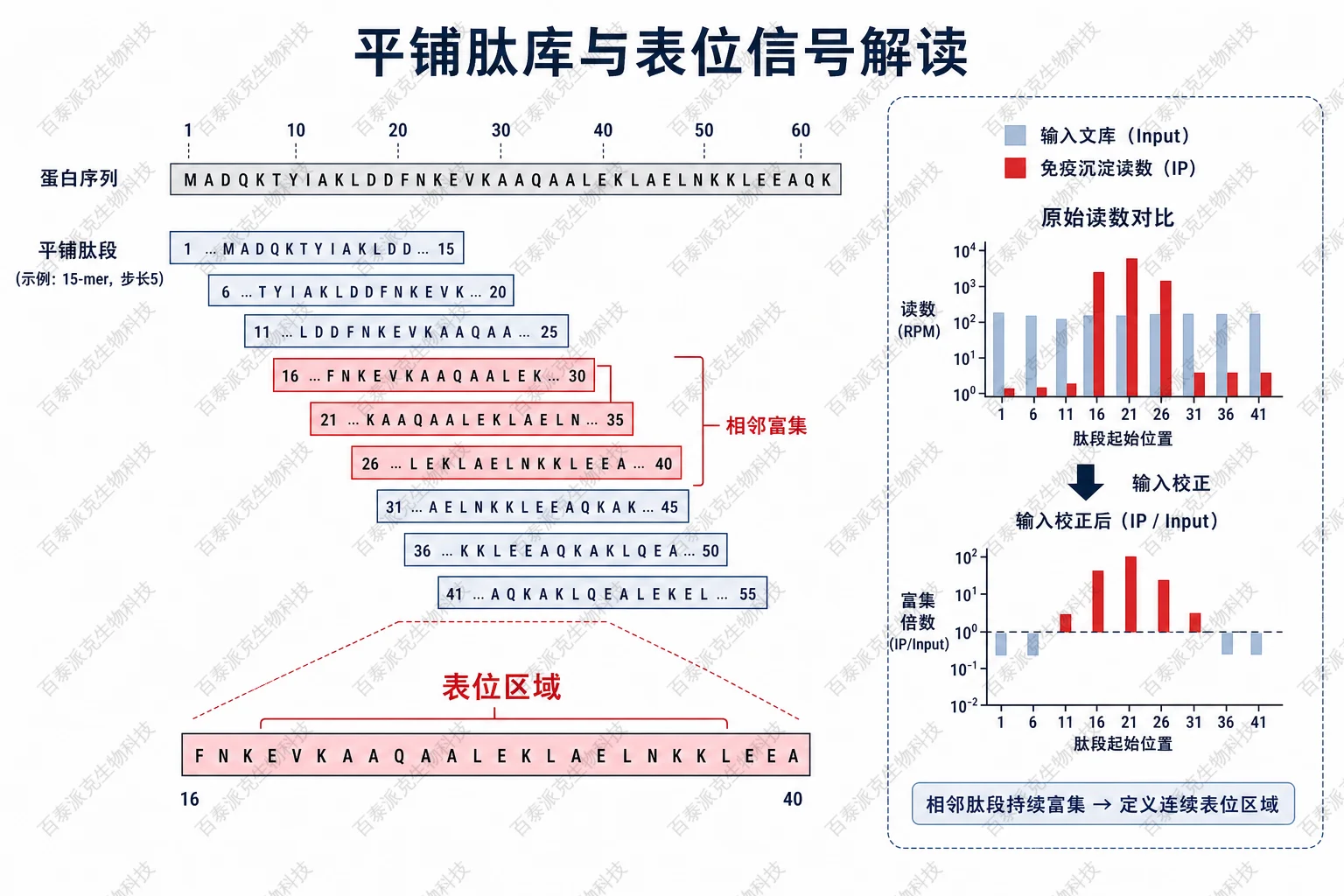 平铺肽库与表位信号解读示意图 平铺肽库与表位信号解读示意图