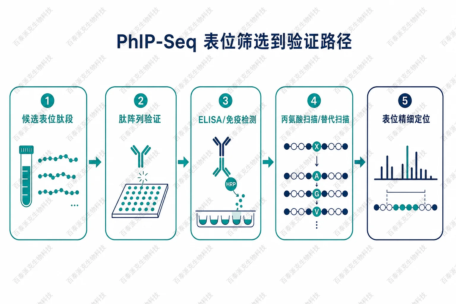 PhIP-Seq 表位筛选到验证路径示意图 PhIP-Seq 表位筛选到验证路径示意图