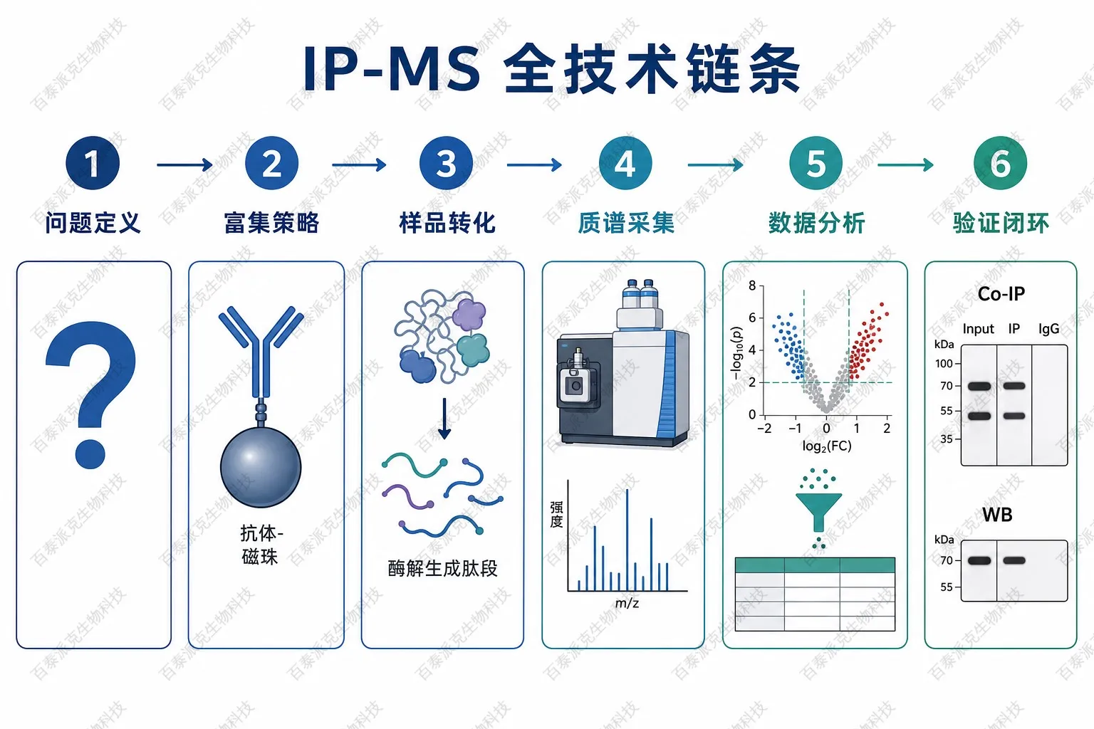 蛋白互作质谱IP-MS全技术链条示意图 蛋白互作质谱IP-MS全技术链条示意图