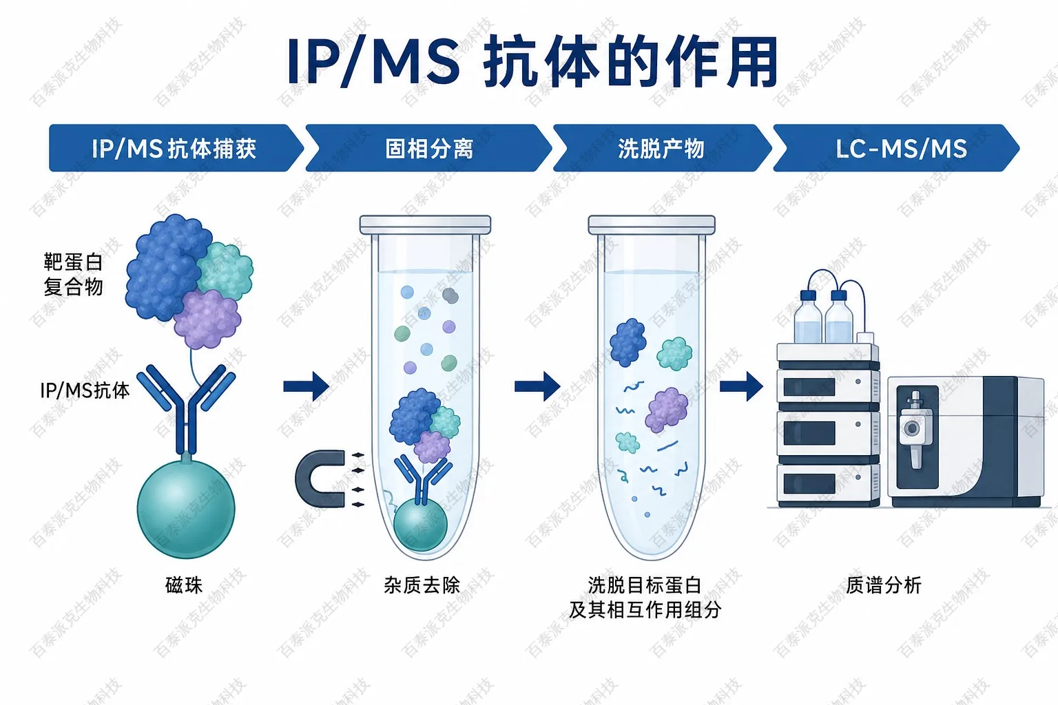抗体在IP-MS流程中的作用示意图 抗体在IP-MS流程中的作用示意图