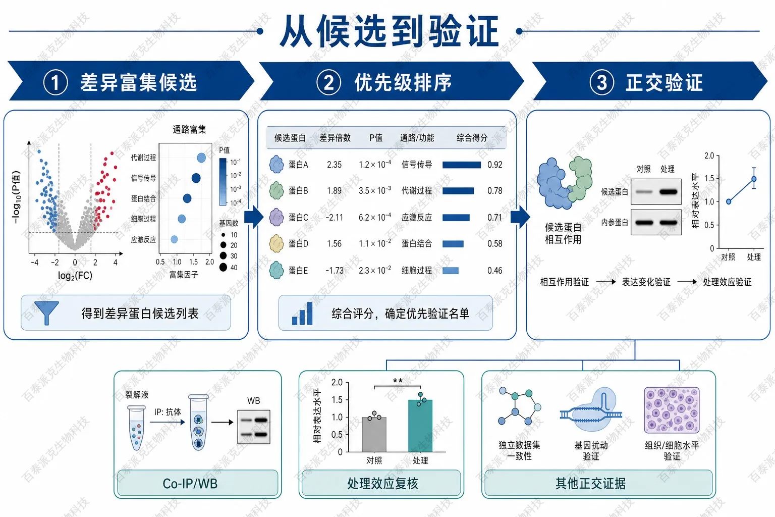 IP-MS候选筛选到验证衔接示意图 IP-MS候选筛选到验证衔接示意图