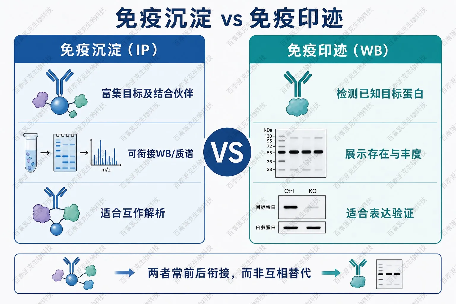 免疫沉淀与免疫印迹技术定位对比示意图 免疫沉淀与免疫印迹技术定位对比示意图