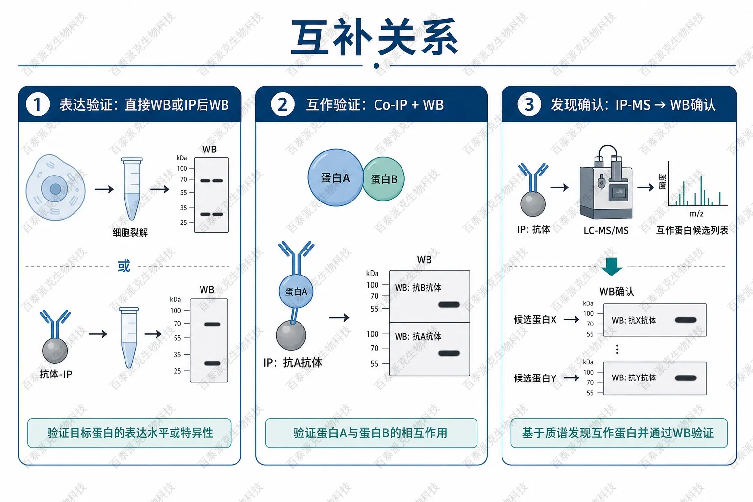 IP与WB互补关系示意图 IP与WB互补关系示意图
