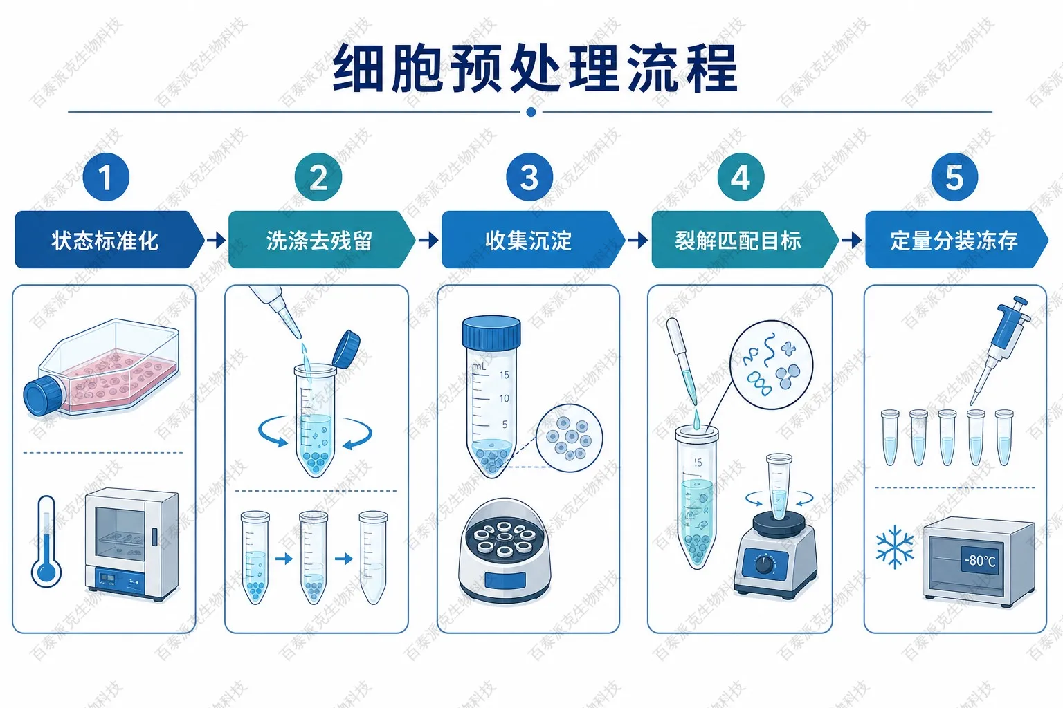 IP-MS细胞样本预处理流程示意图 IP-MS细胞样本预处理流程示意图